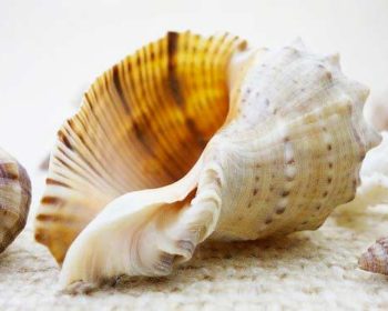 Muscheln als Deko