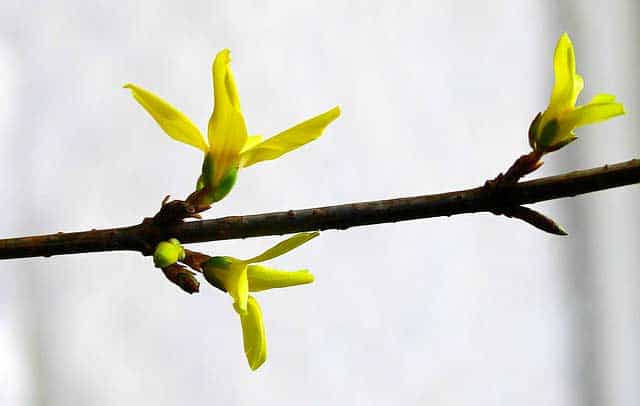 Forsythien-Zweig