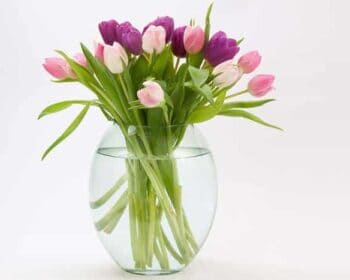Glasvase mit Tulpen