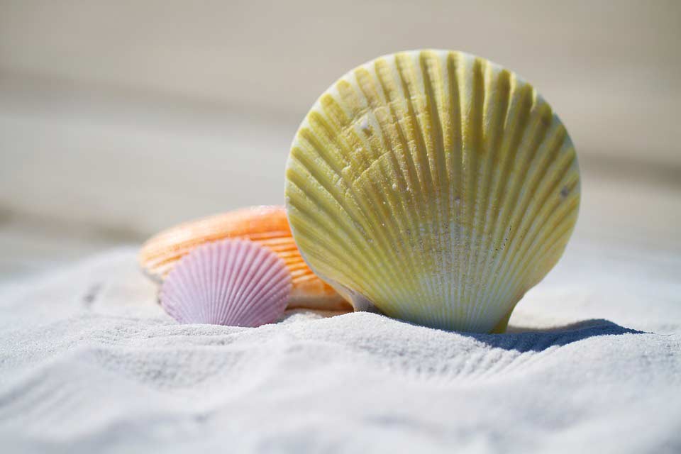 Muscheln als Sommerdeko