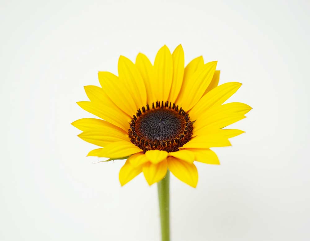 Sonnenblumen Stecker